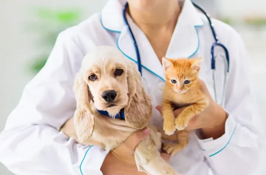 Pet Insurance 