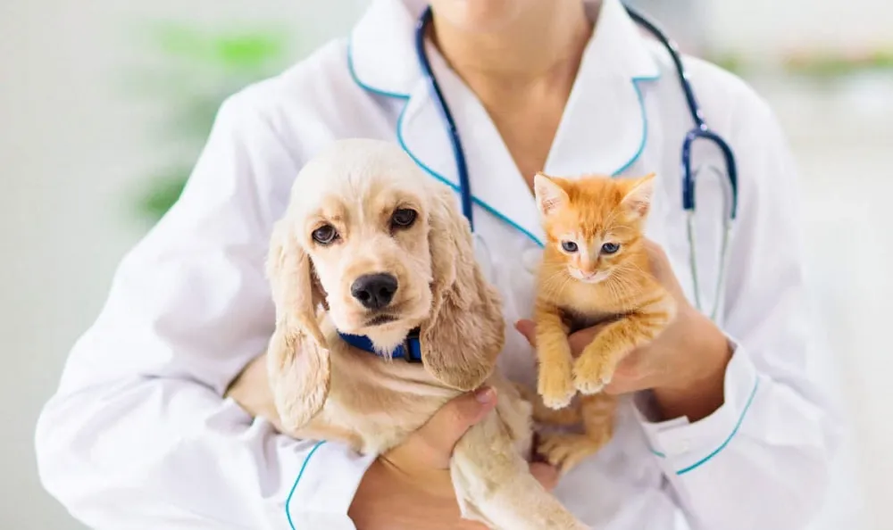 How Do Pet Insurance Know About Pre-Existing Conditions In The UK