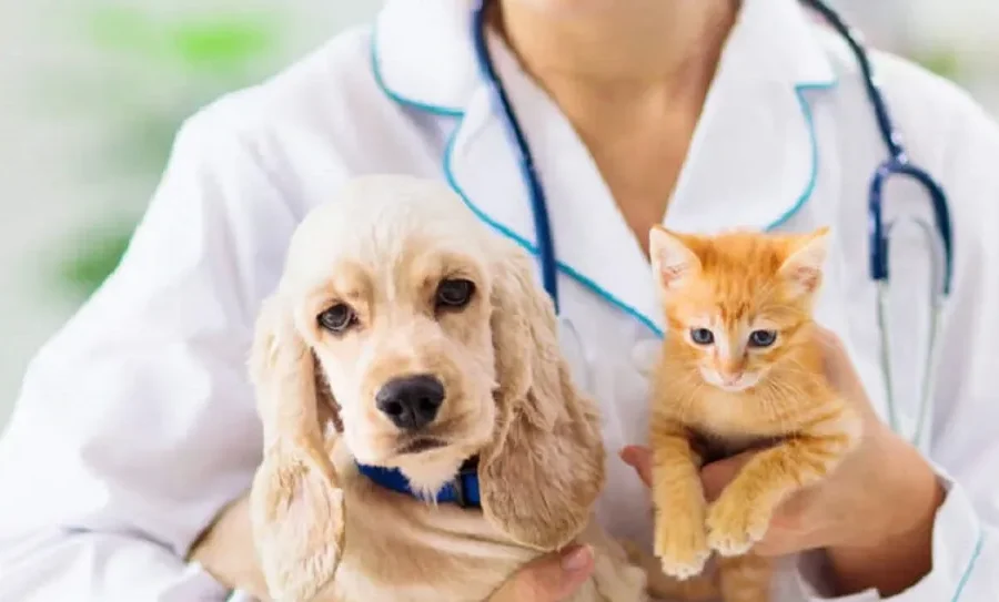 Average Cost of Pet Insurance UK