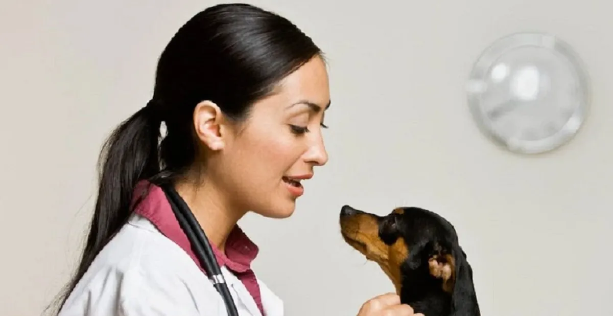 Best 5 Pet Insurance Companies In Brighton