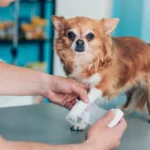 Dog Insurance With Pre-Existing Conditions